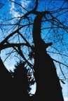 albero albero