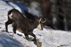 Camoscio dal Gran Paradiso Camoscio dal Gran Paradiso
