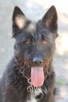 La mia cagnolona... La mia cagnolona...