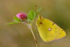 The colias and the flower