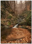 Enchanted Woods Enchanted Woods