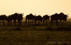 Gnu all'alba Gnu all'alba