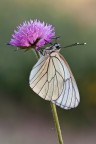 Aporia Aporia