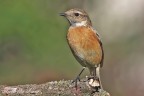 Saltimpalo (Saxicola torquata) Saltimpalo (Saxicola torquata)