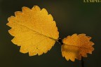Lymph