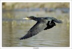 Cormorano in volo