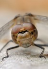 Libellula Libellula
