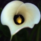 Dati di scatto:
Olympus E-520
50 mm (manual focus yashica con adattatore)
F/1.4
1/60
Iso 100