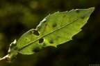 lymph 4074 lymph 4074