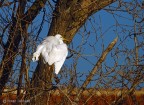 airone bianco maggiore airone bianco maggiore
