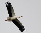 Volare....oh oh! Volare....oh oh!