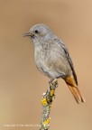 Codirosso spazzacamino (Phoenicurus ochruros) - femmina Codirosso spazzacamino (Phoenicurus ochruros) - femmina