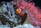 Pesce Pagliaccio Pesce Pagliaccio
