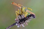 P.gallicous II P.gallicous II