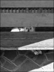 Fido Fido