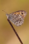 Lassiomata megera Lassiomata megera