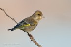 Verdone-Carduelis chloris