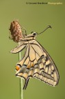 Papilio machaon