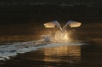Cigno luminoso Cigno luminoso