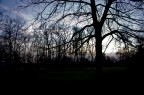 la foresta buia la foresta buia