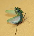 Mantide Religiosa Mantide Religiosa