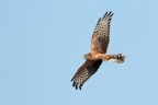 Albanella minore (circus pygargus)