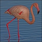 Iso 100 F7,1  1/500 sec.  200 mm.

Risultato dopo l'insegnamento di un grande maestro.
Critiche molto ben accettate.