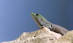 Geco del Madagascar Geco del Madagascar