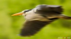 Cenerino in panning... Cenerino in panning...