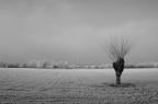Solitario Solitario