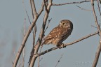 Civetta -Athene noctua Civetta -Athene noctua