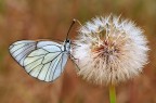 Aporia crataegi Aporia crataegi