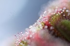 Particolare della mia Drosera(no, non � in natura per sfortuna); questa � la nuova pianta da mettere insieme alla Nephentes e la Pinguicula.
Canon 1100D+Tamron 90mm, iso 400, f2.8
