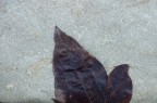 foglia 2 foglia 2