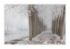 Icy trees Icy trees