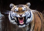 Primal Instinct Primal Instinct