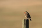 Pettirosso Pettirosso