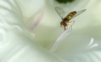 nel bianco nel bianco