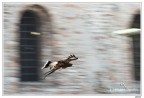 Falco (panning) Falco (panning)