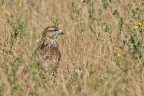 In attesa della preda. Poiana (buteo buteo) In attesa della preda. Poiana (buteo buteo)