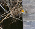 Robin Robin