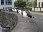 Gabbiani a Reykjavik Gabbiani a Reykjavik