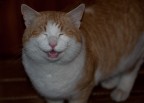 My smiling cat