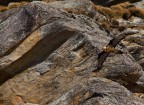 Gipeto - Gypaetus barbatus Gipeto - Gypaetus barbatus