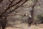 Tanzania 15 Tanzania 15