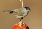 Capinera maschio (Sylvia atricapilla) Capinera maschio (Sylvia atricapilla)