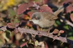 Occhiocotto(Sylvia melanocephala)