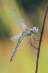 Sympetrum fonscolombii Sympetrum fonscolombii