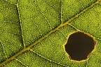 Lymph 0481 Lymph 0481