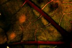 Lymph 0175 Lymph 0175